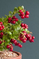 Vaccinium vitis-idaea 'Red Candy'